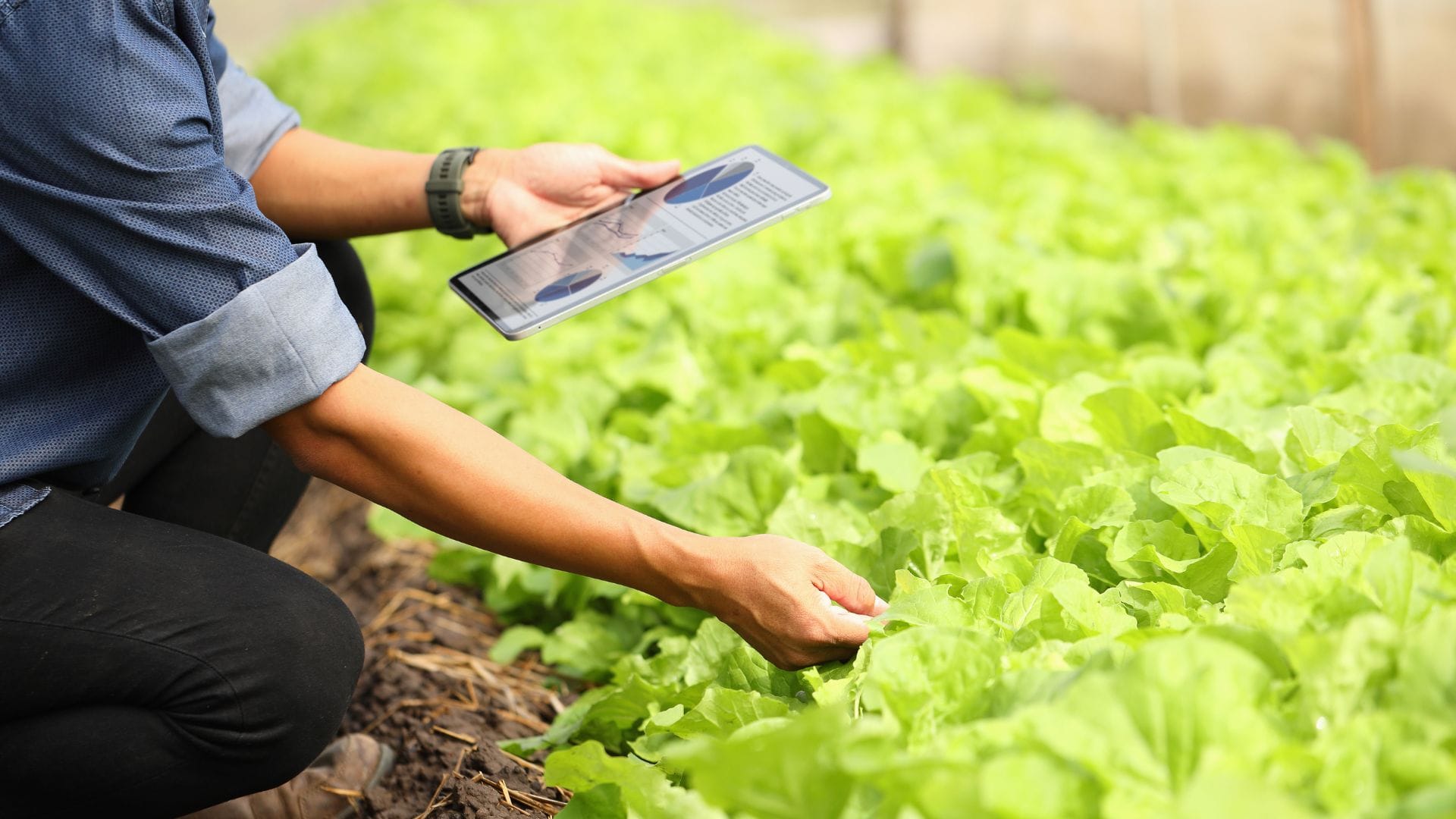 Monitoreo remoto de cultivos