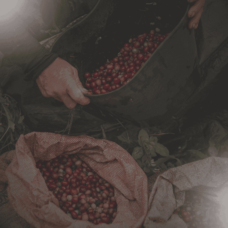 Automatización de Procesos en Sector Agropecuario