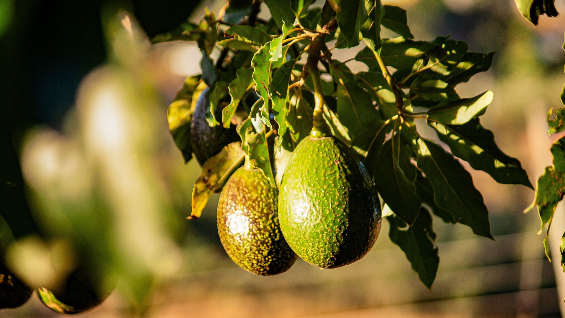 Vigilancia tecnológica del aguacate